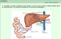 El intercambio de gases y alimentos en la sangre | Recurso educativo 26847