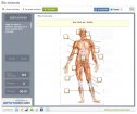 Els musculs | Recurso educativo 64819