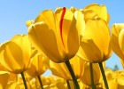 Tulips.jpg | Recurso educativo 105891