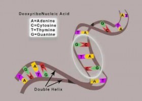 DNA video simple science | Recurso educativo 724414