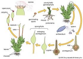 Moss life cycle | Recurso educativo 777784