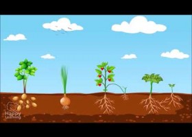 La reproducción de las plantas | Recurso educativo 775256