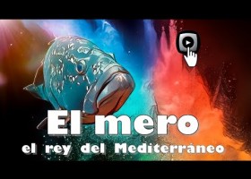 El mero, el rey del Mediterráneo. | Recurso educativo 7903002